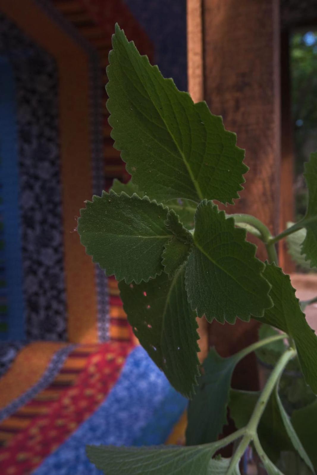 Planta Glamp Farm Ξενοδοχείο Santa María Huatulco Εξωτερικό φωτογραφία